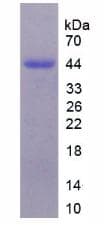 Mouse SERPIND1 / Heparin Cofactor 2 Protein (Recombinant His-GST-S)