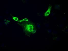 CYPOR / POR Antibody (clone OTI2E4)