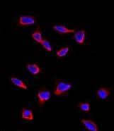 SOX9 Antibody (aa41-70)