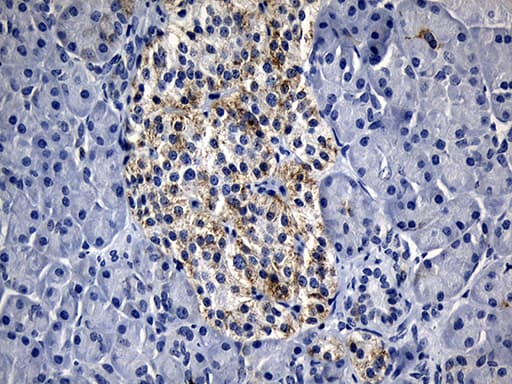 Monoclonal Mouse anti-Human BAX Antibody (clone OTI3C8, aa1-172, IHC, WB)