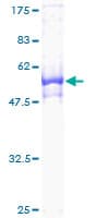 Human WDR61 Protein (Recombinant GST)