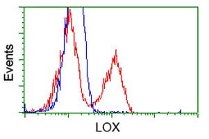 LOX / Lysyl Oxidase Antibody (clone OTI9G6)