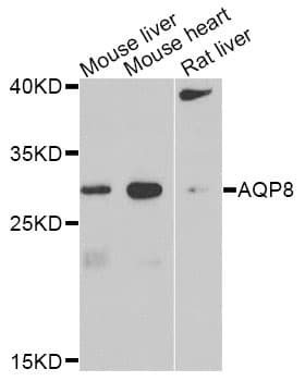 Polyclonal Rabbit anti-Human AQP8 / Aquaporin 8 Antibody (WB)