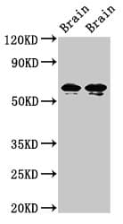 STXBP1 / MUNC18-1 Antibody