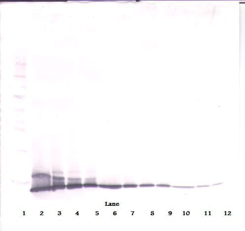 IL2 Antibody