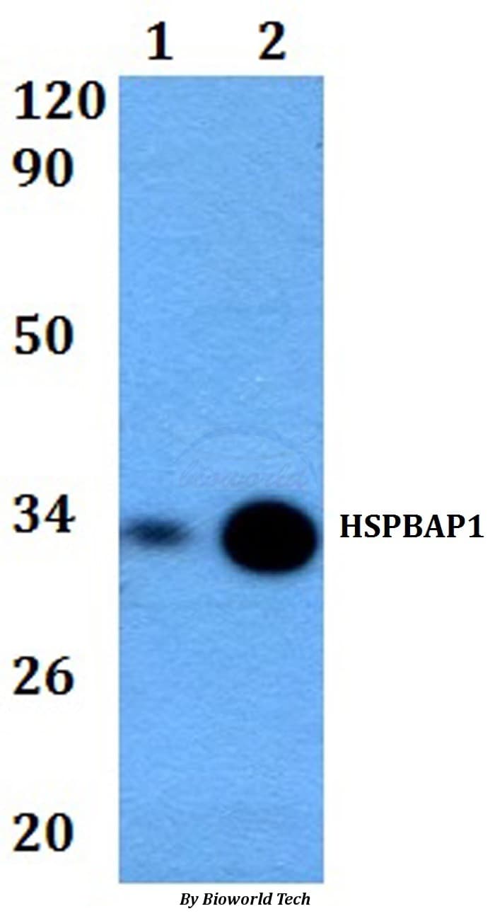 Polyclonal Rabbit anti-Human HSPBAP1 Antibody (WB)