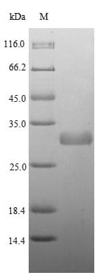 Listeria monocytogenes plcA Protein (Recombinant)