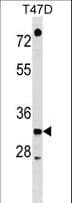 TSFM Antibody (aa253-282)