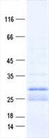 Human PI15 Protein (Recombinant His, N-Terminal)
