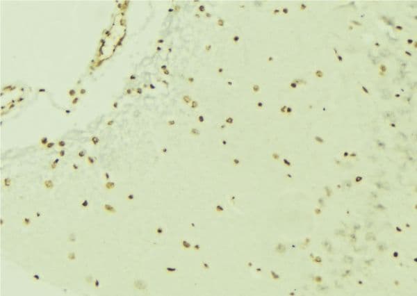 ERG Antibody