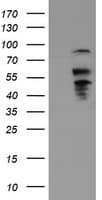 B3GNT2 Antibody (clone OTI1G10)