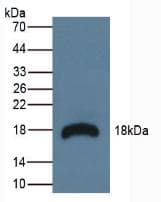 RNASE3 Antibody (aa34-150)