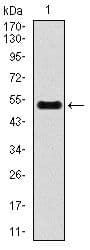INCENP Antibody (Amino Acid: 369-583, clone 3D2)