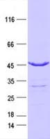 Human IDH2 Protein (Recombinant DDK,C-terminus)