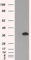 Monoclonal Mouse anti-Human MAPK1 / ERK2 Antibody (clone OTI7C9, IF, WB)