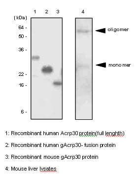 Adiponectin Antibody (clone 1G12)