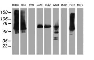 ILVBL Antibody (clone OTI8A12)