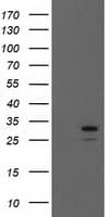 EIF4E Antibody (clone OTI6C11)