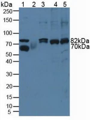 CAPN1 / Calpain 1 Antibody (aa387-694)