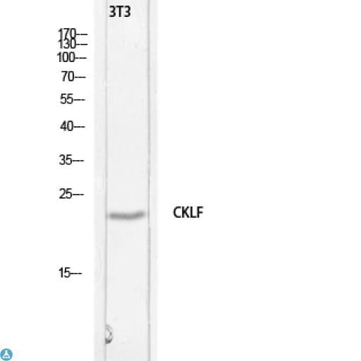CKLF Antibody