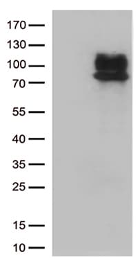 CRF2-12 / IL28RA Antibody (aa21-228, clone OTI8G1)