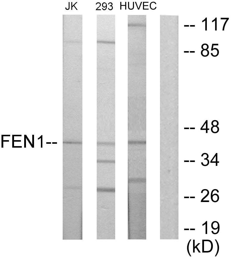 FEN1 Antibody