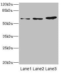 ERVFRD-1 / HERV-FRD Antibody