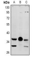 MRGPRX4 / MRGX4 Antibody
