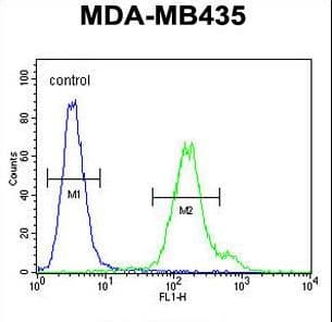 Polyclonal Rabbit anti-Human MTX2 Antibody (aa232-261, IHC, WB)