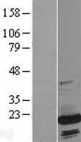 Human SUB1 Protein (Over-Expression Lysate Myc-DDK (Flag))