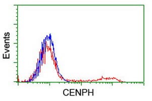 CENPH / CENP-H Antibody (clone OTI2A11)