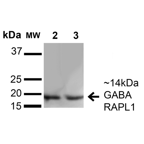 GABARAPL1 / ATG8 Antibody (Biotin)