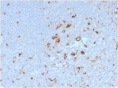Recombinant Monoclonal Rabbit anti-Human CD68 Antibody (clone C68/2908R, Azide-free,Carrier-free, IHC, WB)