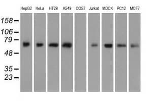 ARNTL / BMAL1 Antibody (clone OTI3G9)