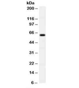 HSPD1 / HSP60 Antibody (clone LK2, Azide-free, BSA-free)