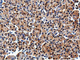 ILVBL Antibody (clone OTI8A12)