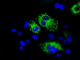 HMRF1L / MTRF1L Antibody (clone OTI1C5)