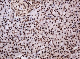 PCNA Antibody (clone OTI3D6)
