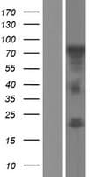 NOL4 Protein (Over-Expression Lysate Myc-DDK (Flag))