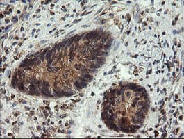 UBE2G2 Antibody (clone OTI5F1)
