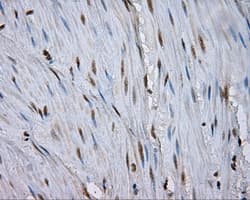 NPR3 Antibody (clone OTI4C3)