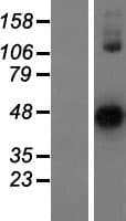 Human ASTL Protein (Over-Expression Lysate Myc-DDK (Flag))