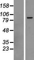 DHX58 / LGP2 Protein (Over-Expression Lysate Myc-DDK (Flag))