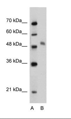 MYBL1 / A-MYB Antibody (aa553-602)