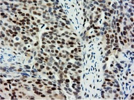 NT5DC1 Antibody (clone OTI1E11, Carrier-free)