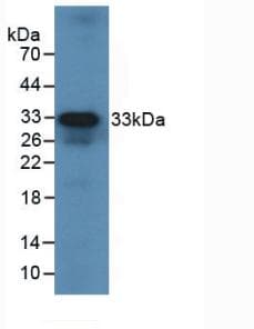 IL12A / p35 Antibody