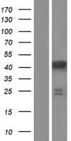 PRPSAP1 Protein (Over-Expression Lysate Myc-DDK (Flag))