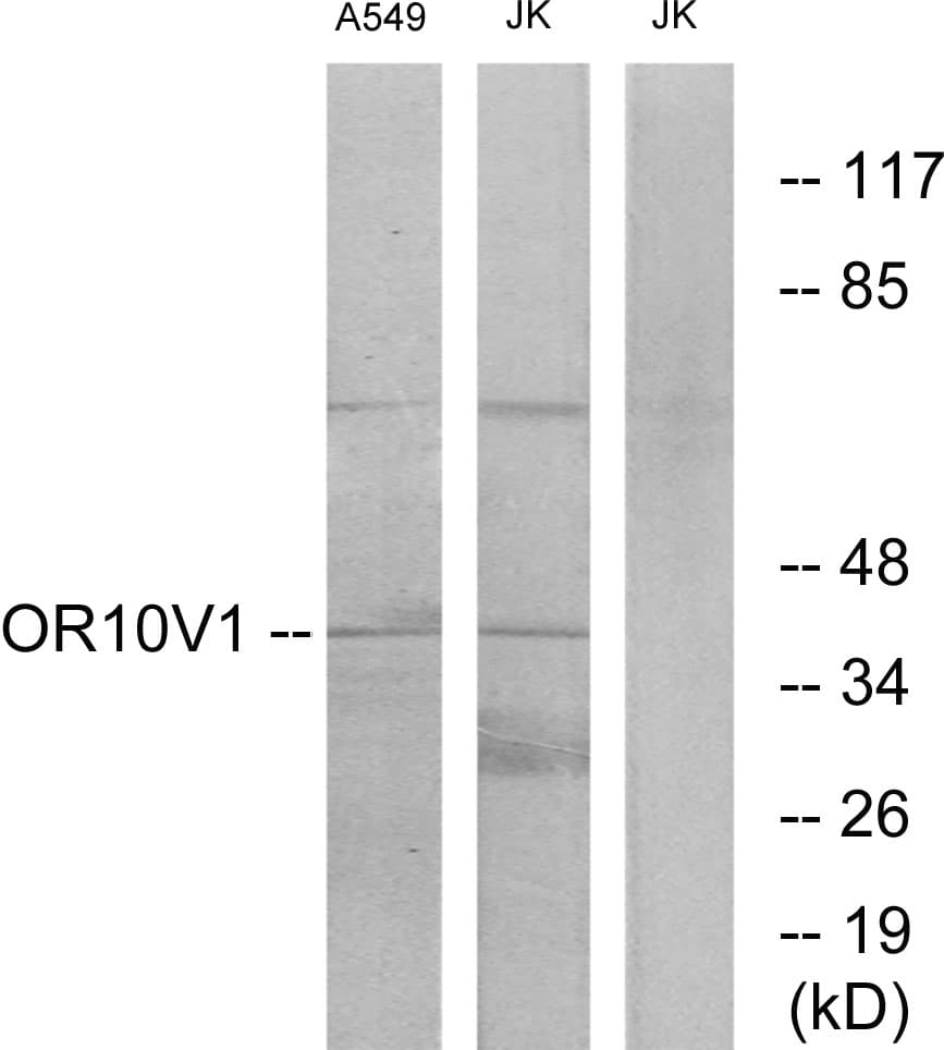 OR10V1 Antibody (aa161-210)