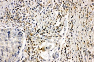 NOX1 Antibody (aa354-374)