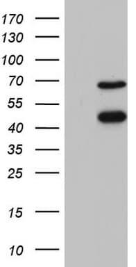 RBFOX1 / A2BP1 Antibody (aa1-210, clone OTI4F9)